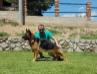 Dixy Vardar Wolf House Jovanely