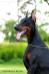 INT. CH. Winner Dobermann Club of Russia 2017 Tahi-Reme Kaylie