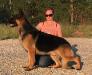 GCH CH Sandroc’s Nicholaus