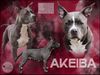  Akeiba