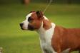GCH, CH Sha-D Blue's Can’t Miss Profeta Di Everything Nice