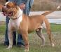  Red king Mufassa og Redline kennels