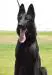 Olivia Real K-9