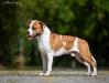 JCH UA  CH UA  CH of Breed 2017 CH MD GCH MD WANG DANG DOODLE S ALMAZNOGO OSTROVA