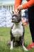 JCh Rus, Ch Rus, Ch RKF Mia Fiero Neon Angel Touch Guru
