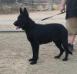 Kane Real K-9