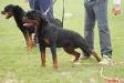  Ok Boy del Vecchio Rott