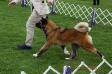 AKC GCH Stecal's Billie Jean