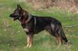  Glitzerns Allemand Champ