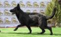 mina Von Shiraz K-9