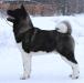 RUS JCH Ostviks Pride Siberia