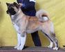 AKC CH. Excel Shu-Ku's Killer Queen