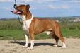 HCH ,HPJ,  CW,, 2* Best Junior, Baby BIS II., Best Puppy Neutron Rockstone