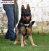 Otto Real K-9