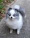  Beau James Merled Portia