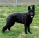  Von Dawn's Black Beulah of Love Creek