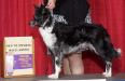 UKC CH HnrSR Twisted Acres Gemini Dream