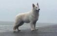 Hero-Wonderfull Lords of the White Shepherd