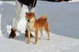  HIMAWARI GO SAPPORO KAGASOU