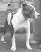 CH Brindle Crescendo Of Wychbury