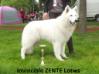 HJCH,SR.CH,GPS JW, 3BOB Invincible zente lords of white shepherd