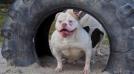  Bullforce Bigga