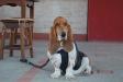  BRAVE BASSET UNIVERSE