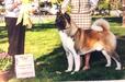 AKC GCH Dune's Kicking & Screaming