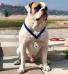  Alibull's ROCCO