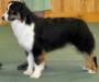 AKC GCH ASCA/UKC CH Lookouttrails EZ Shooten Starr
