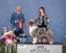 AKC GCHS/ASCA CH Lookouttrail's Man in the Mirror