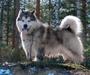  Silver Wolf Spirit Balu