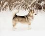 CHJ RUS, CHJ NBC, CH RUS, CHNBC, CH RKF, CH GRAND FLUFFY HUGS VYUGA