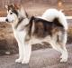 CHJ RUS/2 CHJ NBC/ CH RUS/CH NBC/CH RKF/CH GRAND/CH KZ/CH BL FLUFFY HUGS NORMAN LEONAID