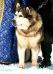 CH RUS, RKF, Eurasi Alaska`