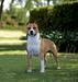 CH. MEXICO Truelovestaff Maximus de Rez Vel