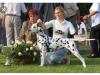 Spotty Diamant Champagne Jazmin II