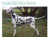 Croata Dals Disco Dancer