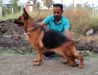 Swapnil's Viela
