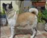  SHIROISHI BIG DOG´S HG