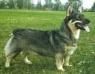 Skogsbygdens Astrid