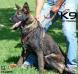 Teufel of k-9 TOP TRAINING
