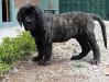 BARON (FLORES/SANTIAGO)