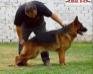 Oliver Real K-9
