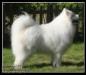  Snow Gems Thunder Roar