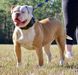  Cole Creek/ BullyBadass Pandora of SRT