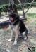 Aquiles of k-9 TOP TRAINING