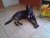 Roxana Real K-9