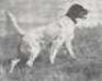 Tony O Llewellin Setter 1937