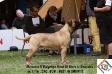 World Junior Winner, European Winner, Bullmastiff World Cup Marconin N Ridgetops Head of State Is-Dvariskiu